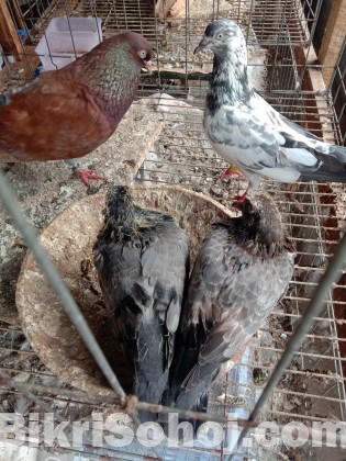 ARBA fancy Pigeon farm